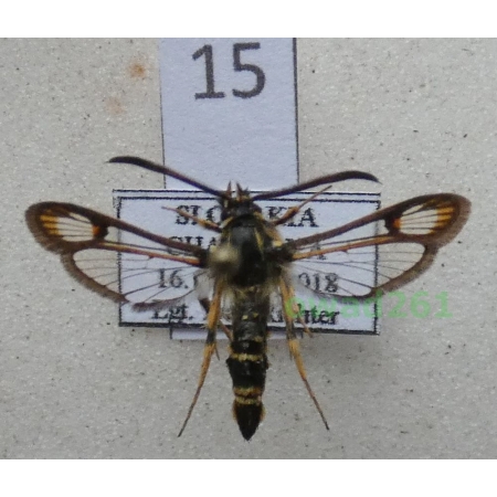Bembecia ichneumoniformis (Denis & Schiffermüller, 1775) Slovakia15